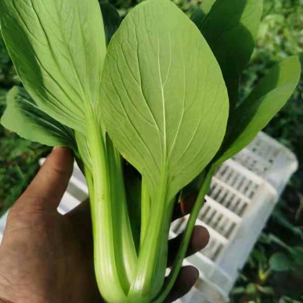 宿州刚丰种业，专业瓜菜良种批发