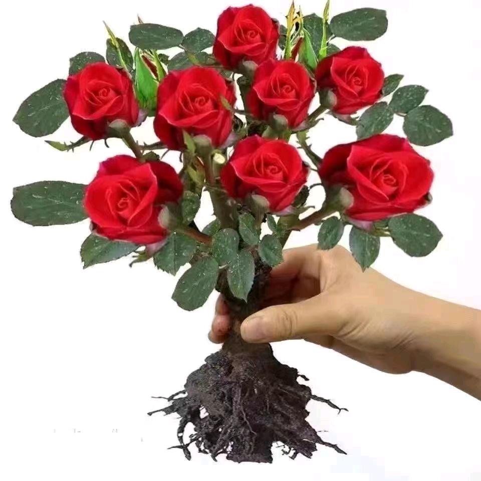 红玫瑰，小公主