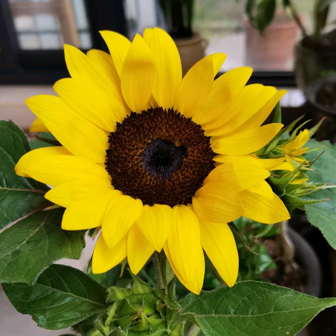 生活不易，唯有自渡