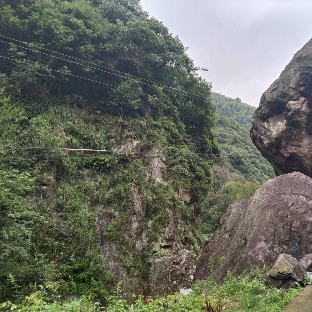 阔创辣椒种植