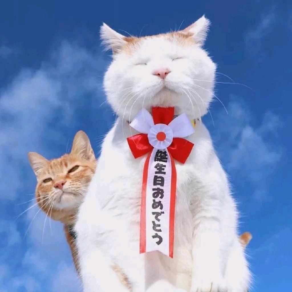 不爱吃肉的橙先生
