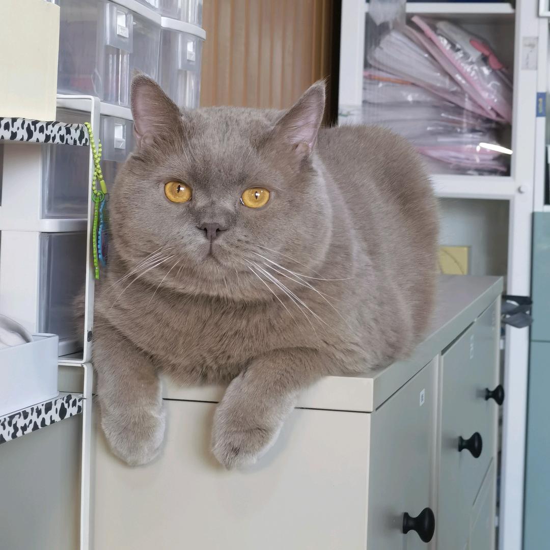猫狗家庭