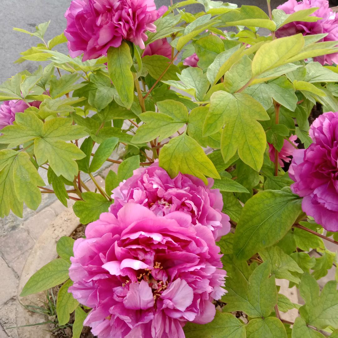 一见钟情(孔)🌻@927