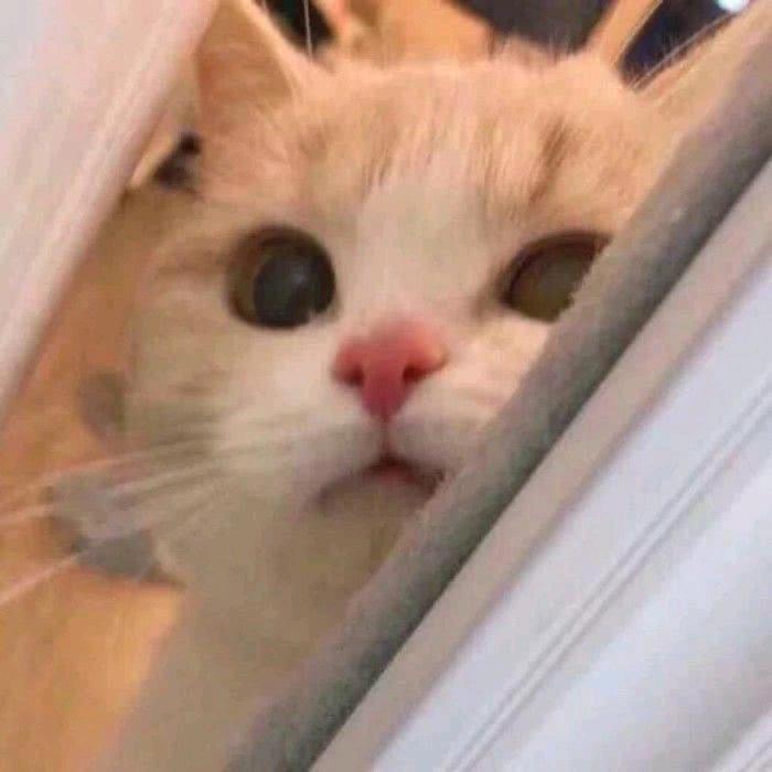 🍒腾腾今天学习了吗