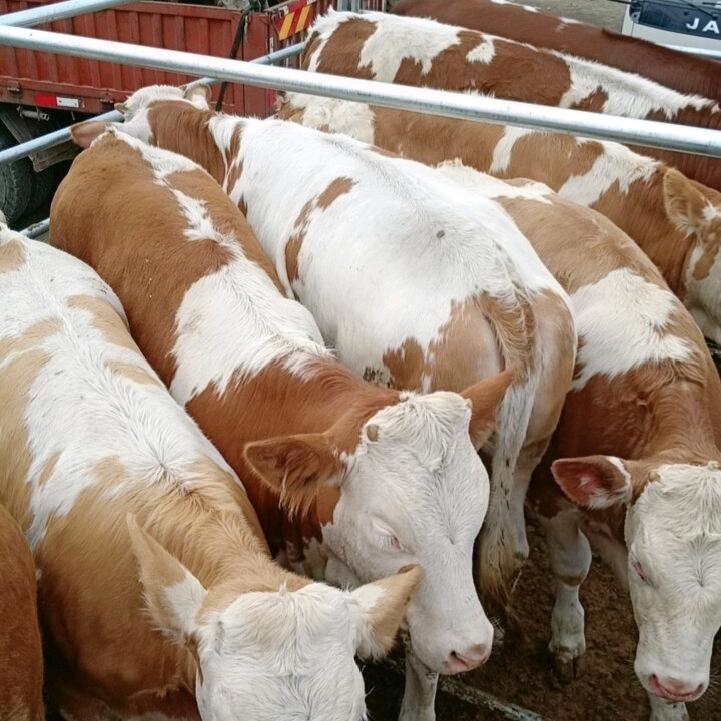 张北爱平牲畜中介