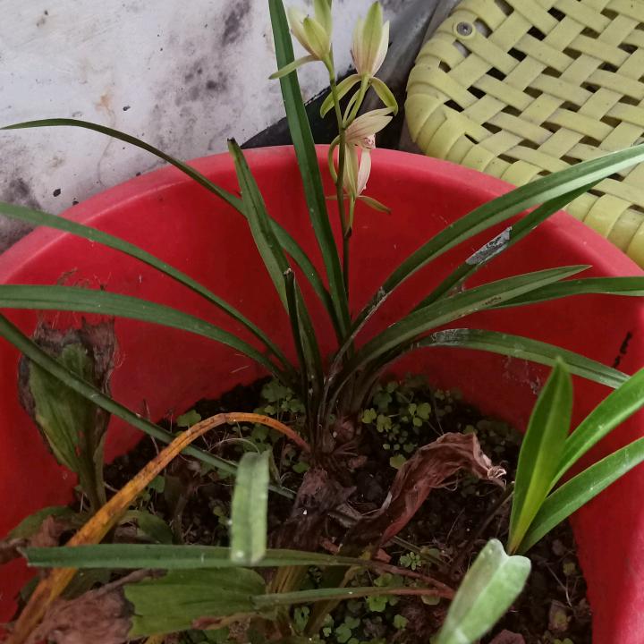 天天快乐何日春