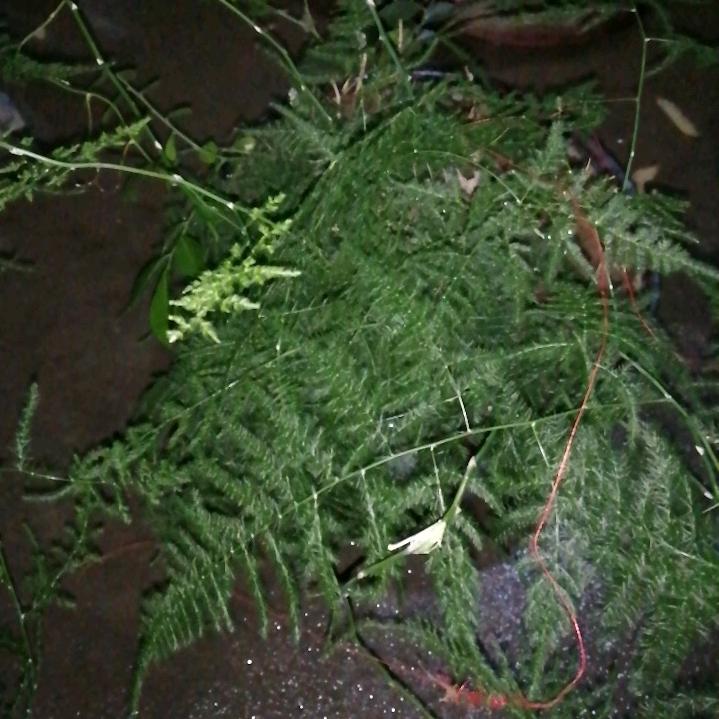 好人一生平安