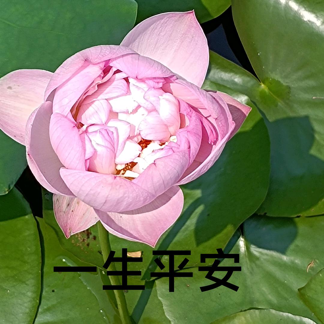 盒饭掏空者