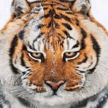 虎爷辣椒哥