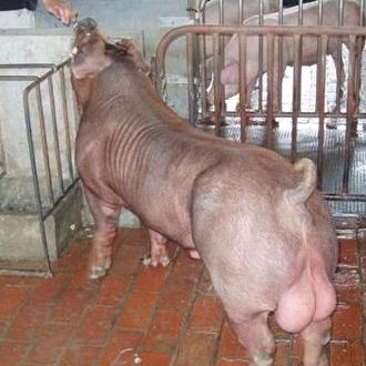 鑫泰养殖业场