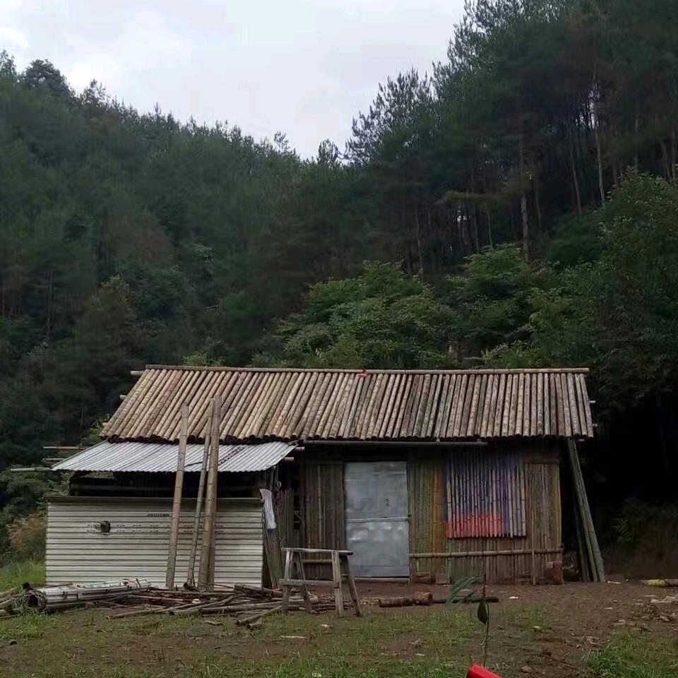 麻腔麻柳(颍川陈)