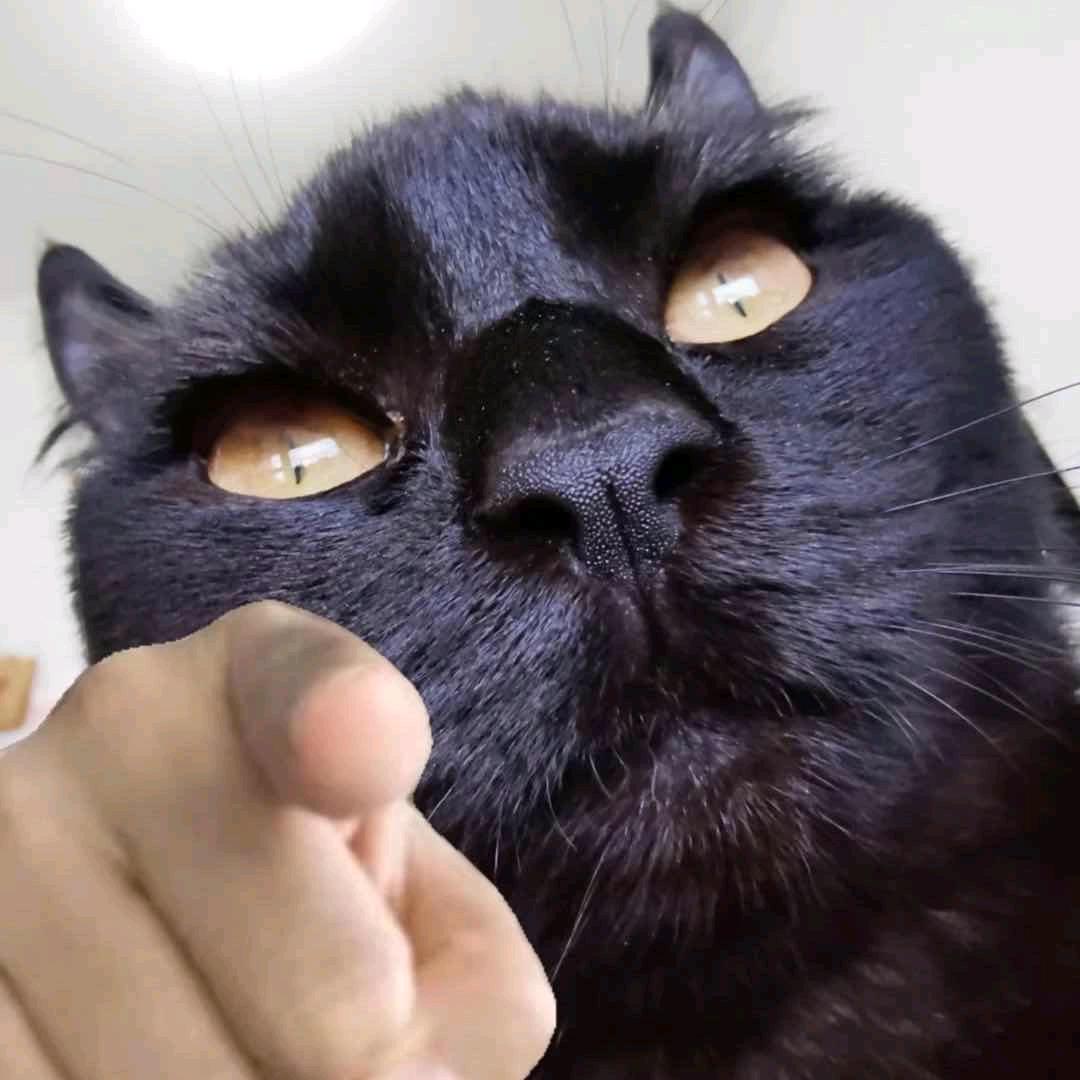 咩导