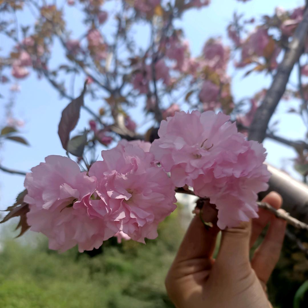 ღ᭄再好ꦿ꯭ঞৣঁ也不要প᭄᪲