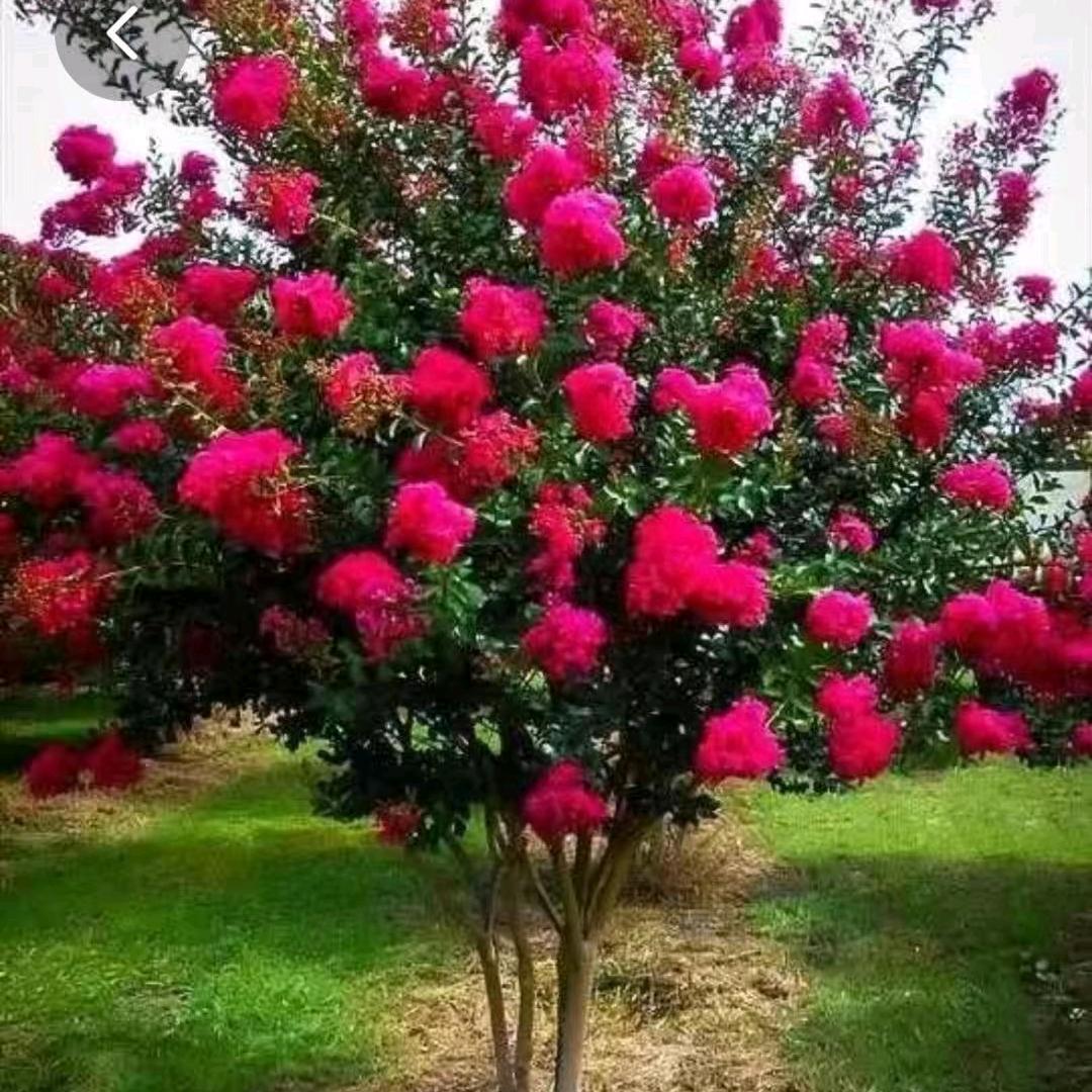 花木世家（浙赣湘有几个杯苗基地）姜金水