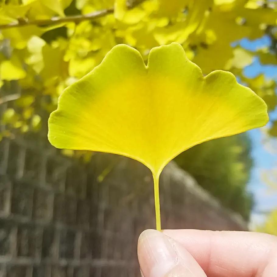 乐幸福好物
