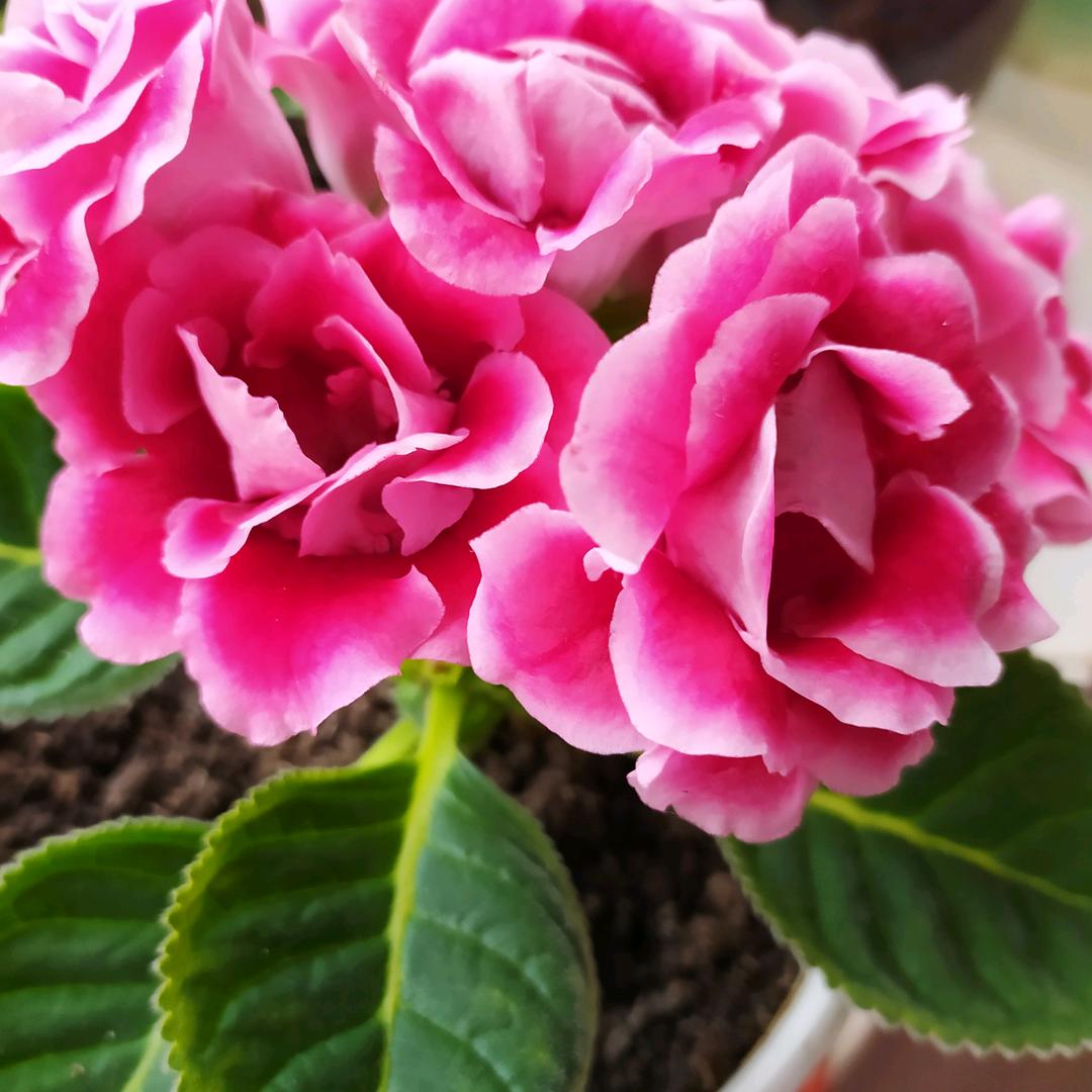 🌸花好月圆