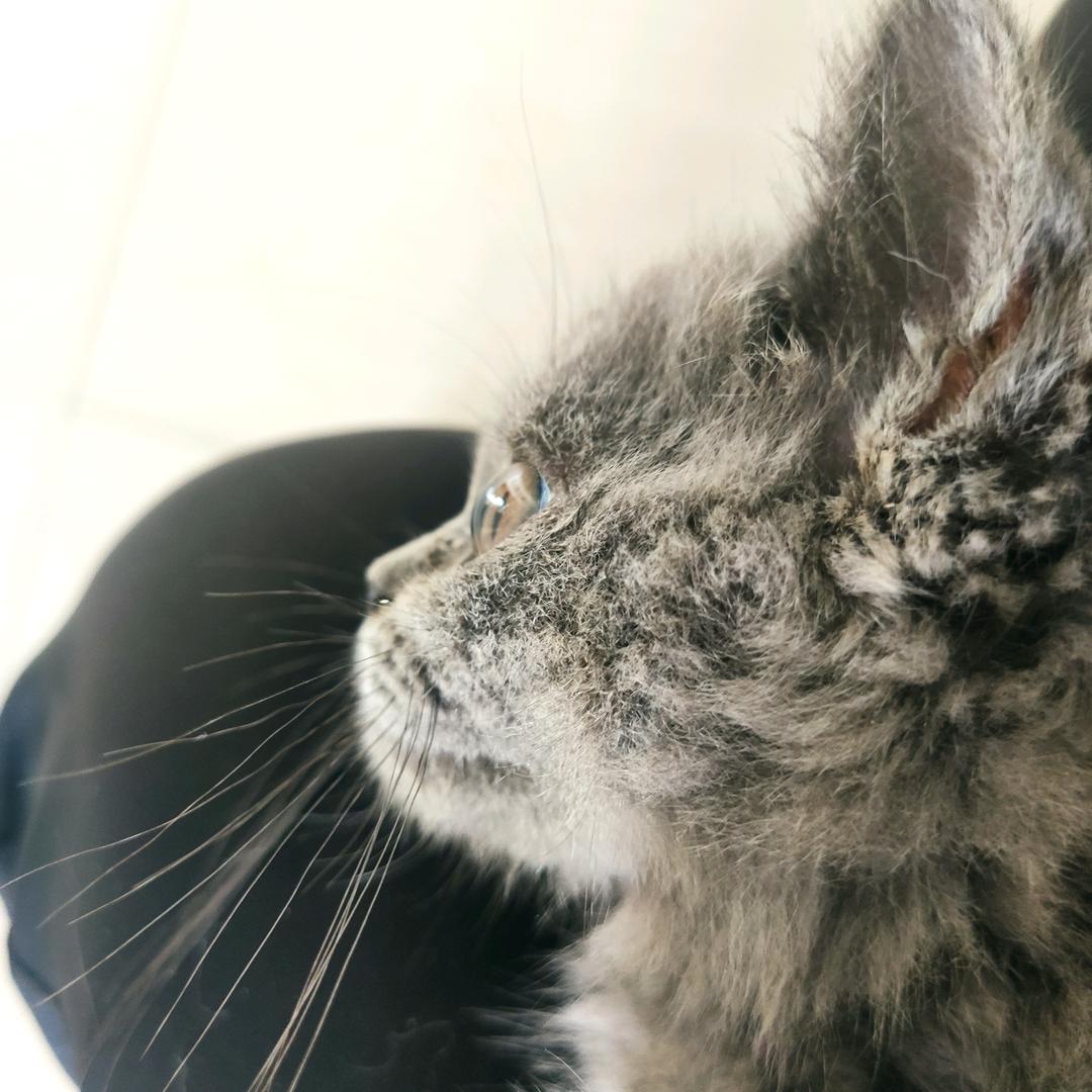 泪水打湿小爱玛 发誓要开大宝马