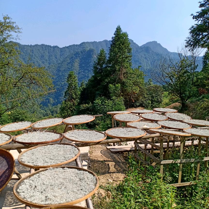 寒溪沟生态莓茶