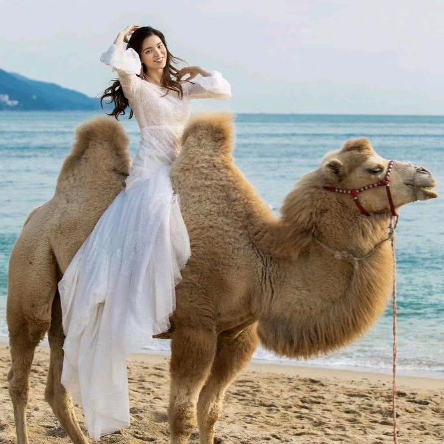 养骆驼的妹子