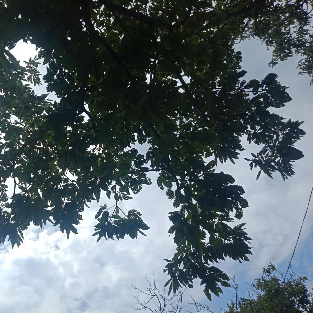 牧牧的牧牧（接代肝）