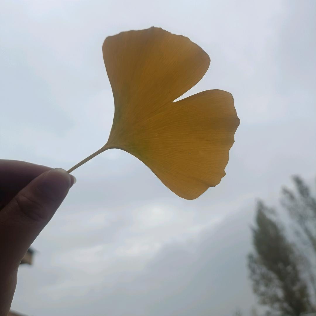 汤圆不挑小鱼干