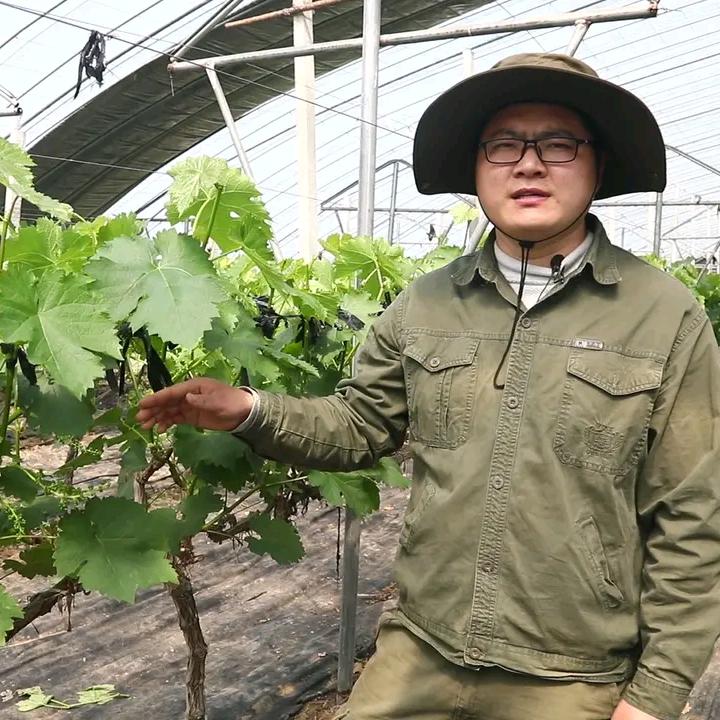 小阳说葡萄