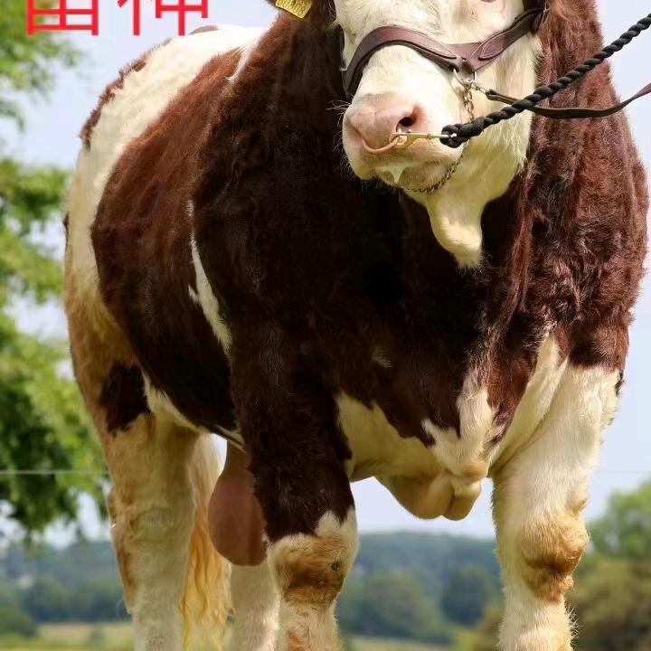 建国养殖场脱温各类品种鸡苗