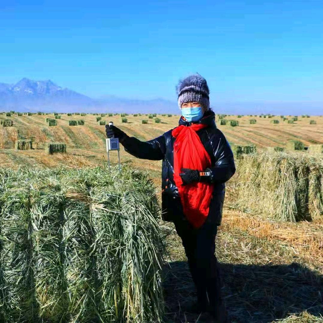 西部牧草李姐