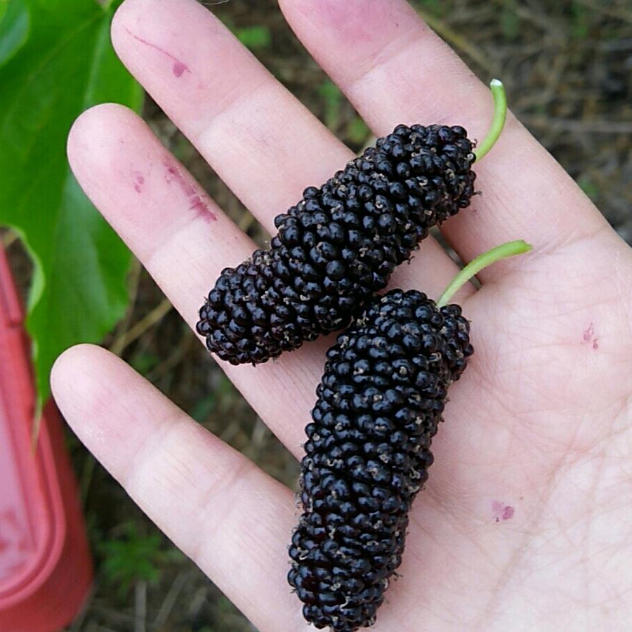 小王桑葚无花果