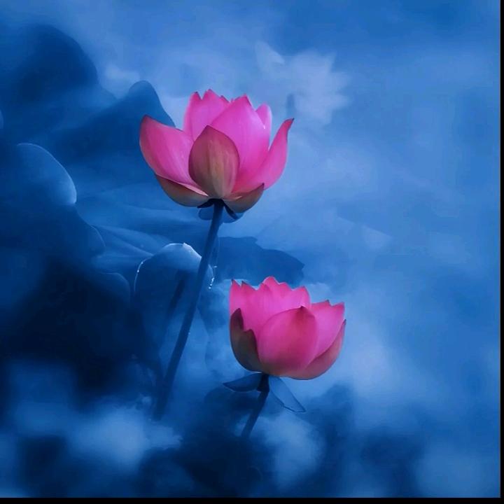 邹
