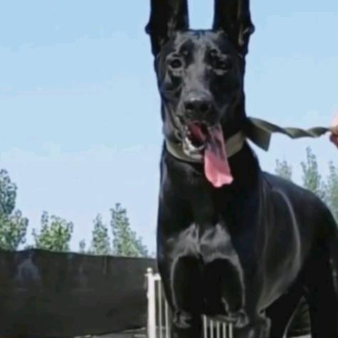 派多格黑狼名犬