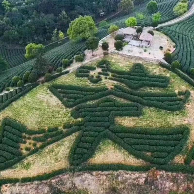 盛茗阁茶业