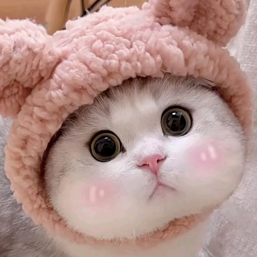 叶子LY(●'◡'●)