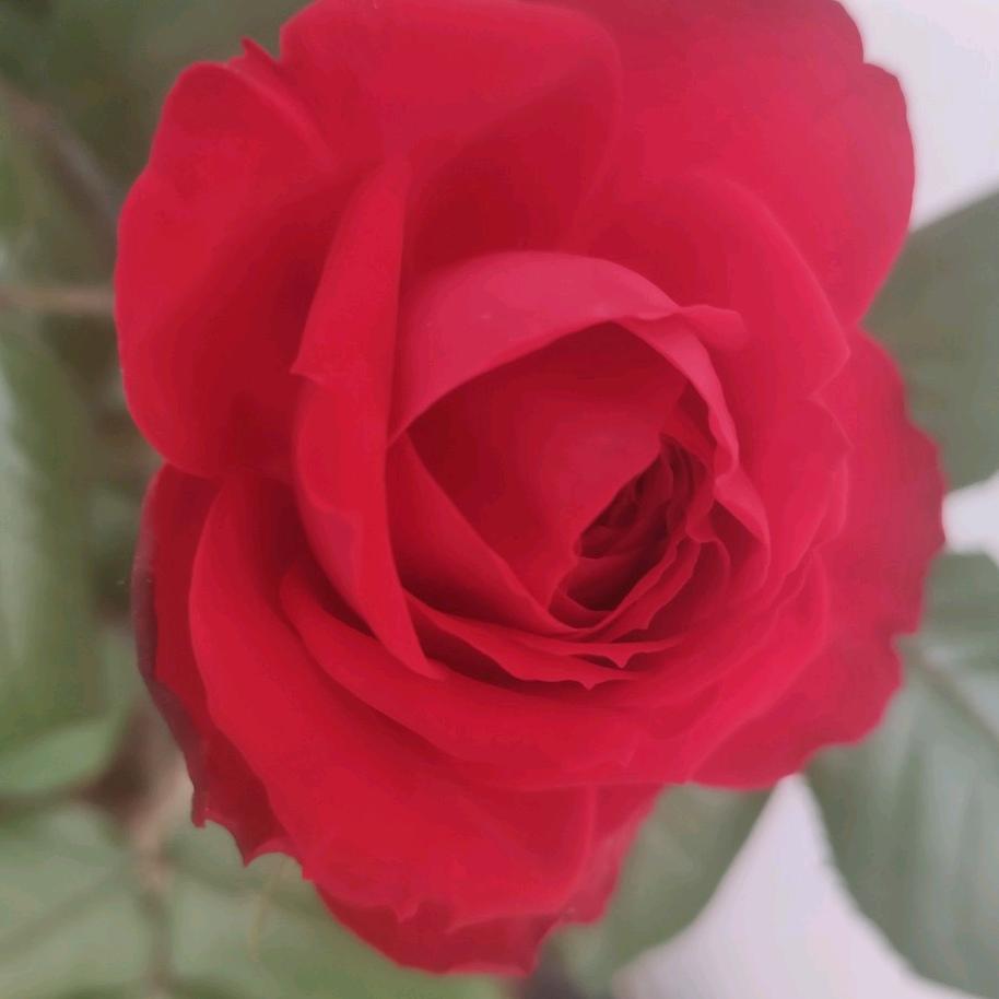 寿司饭团，手抓饼