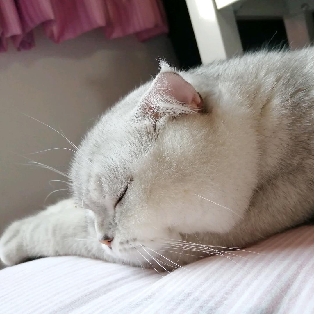 🌈封心锁爱的小李🌈