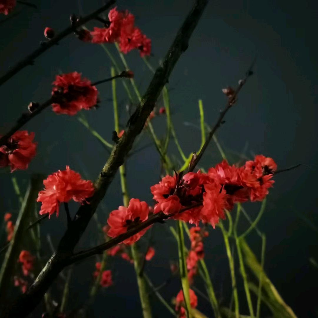 晚风于星