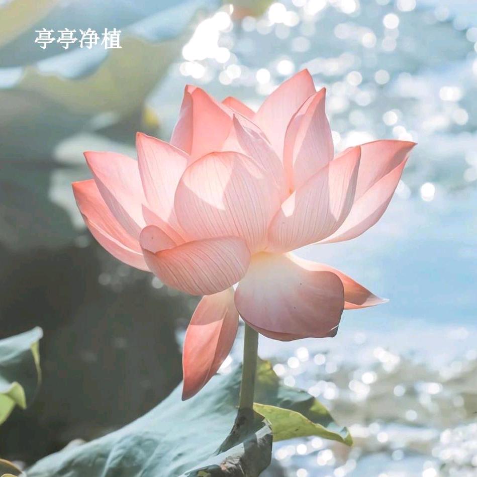 豆豆。