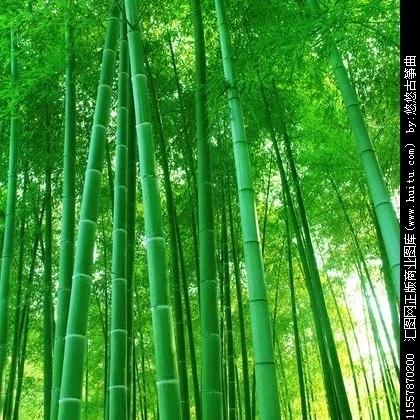 深山树叶