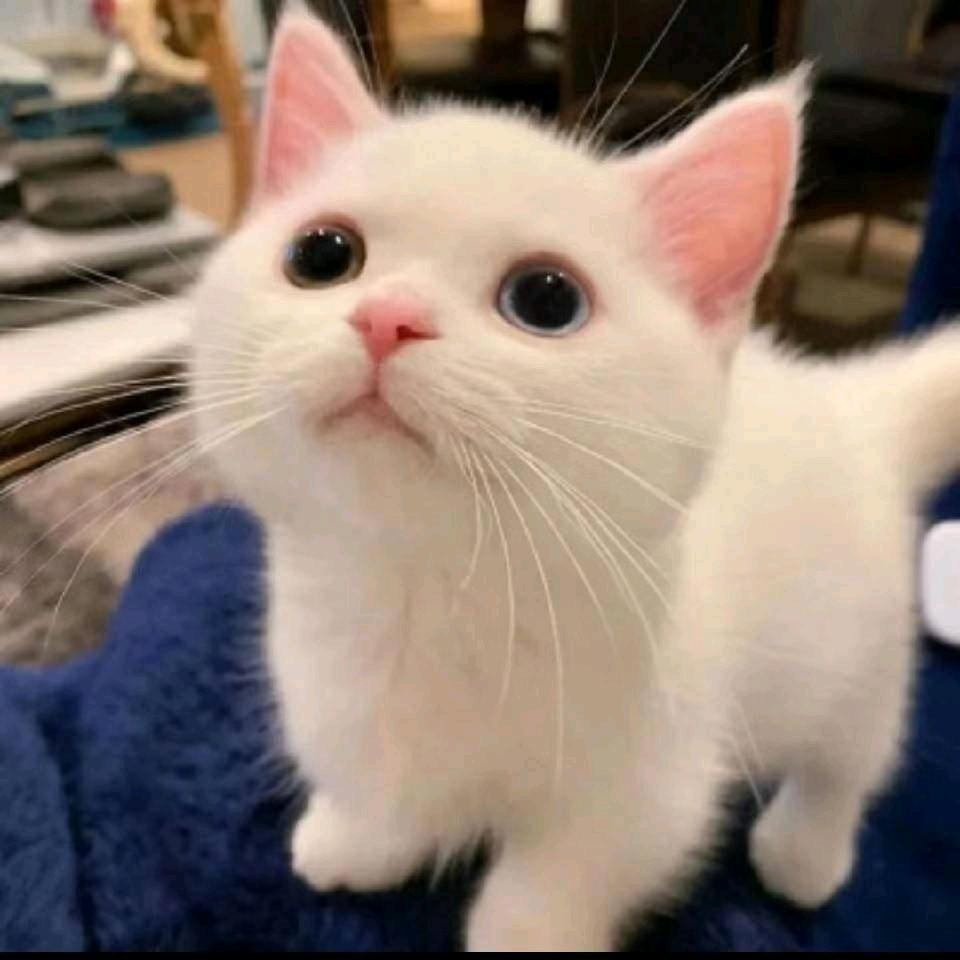 小猫咪