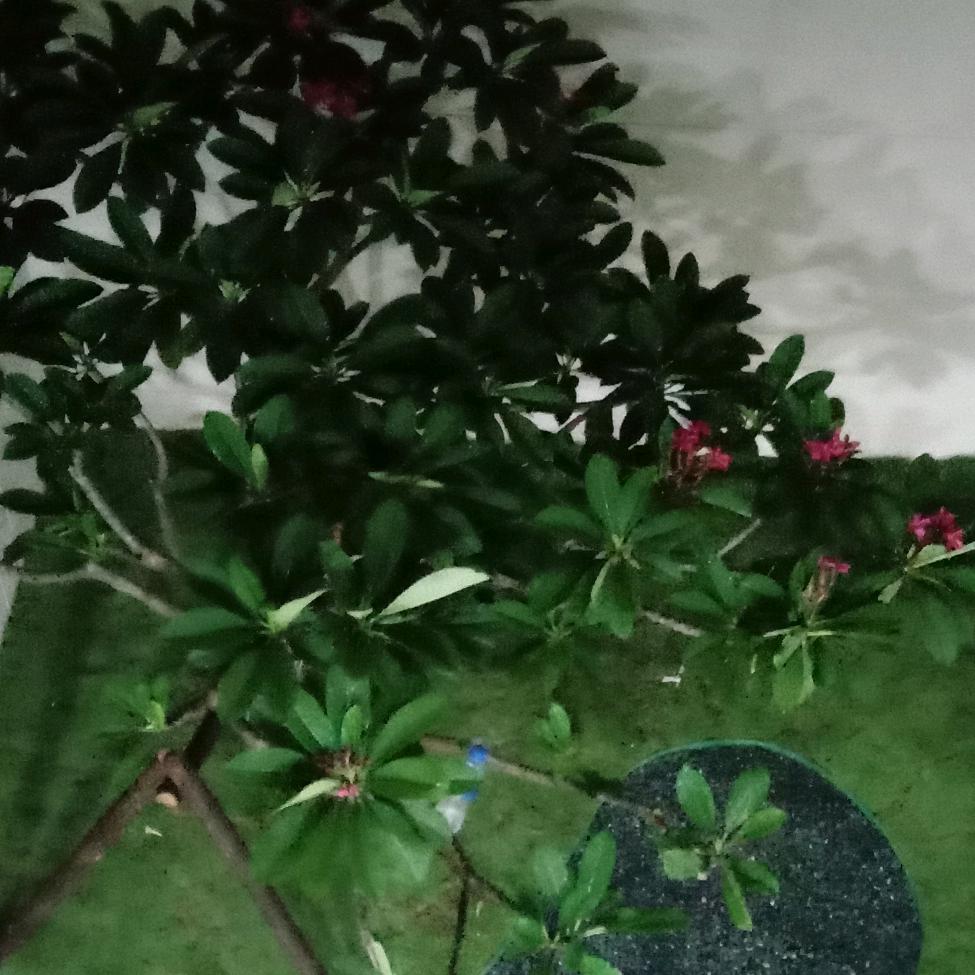 裴修玲紫福