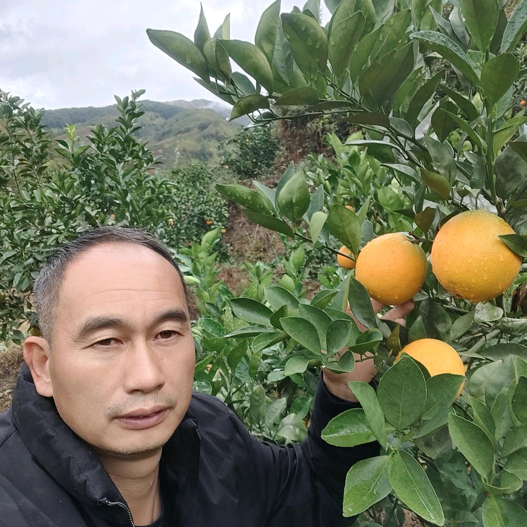 启文脐橙种植基地