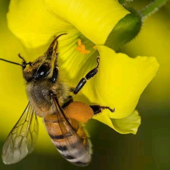 程大个（养蜜蜂）