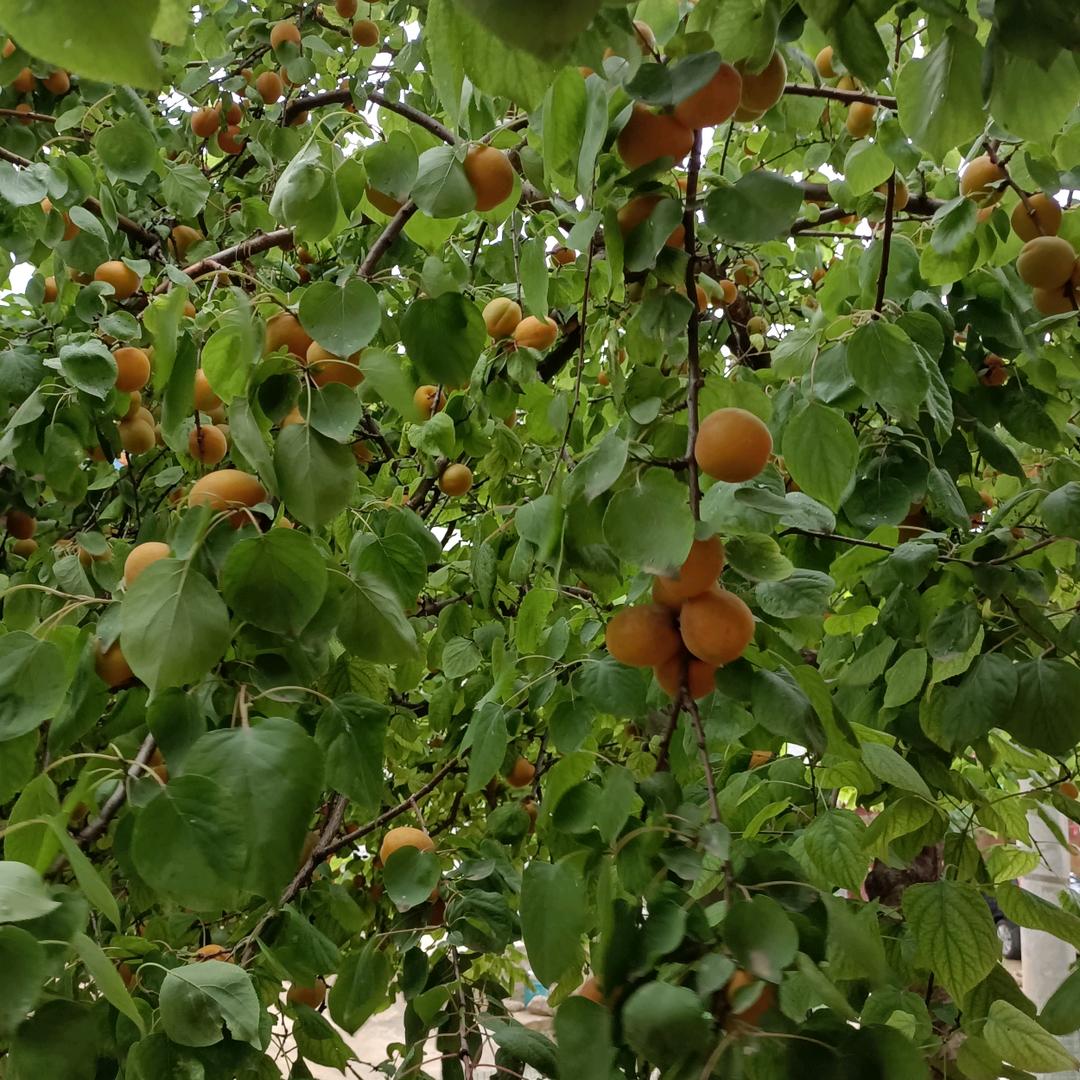 丛林的狼