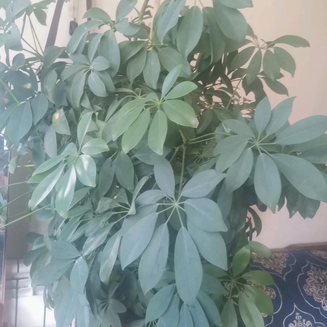 已重置