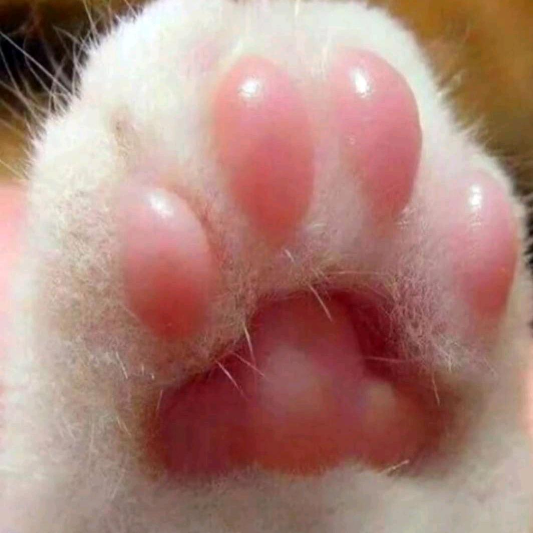 没了猫猫地球会爆炸💥💥