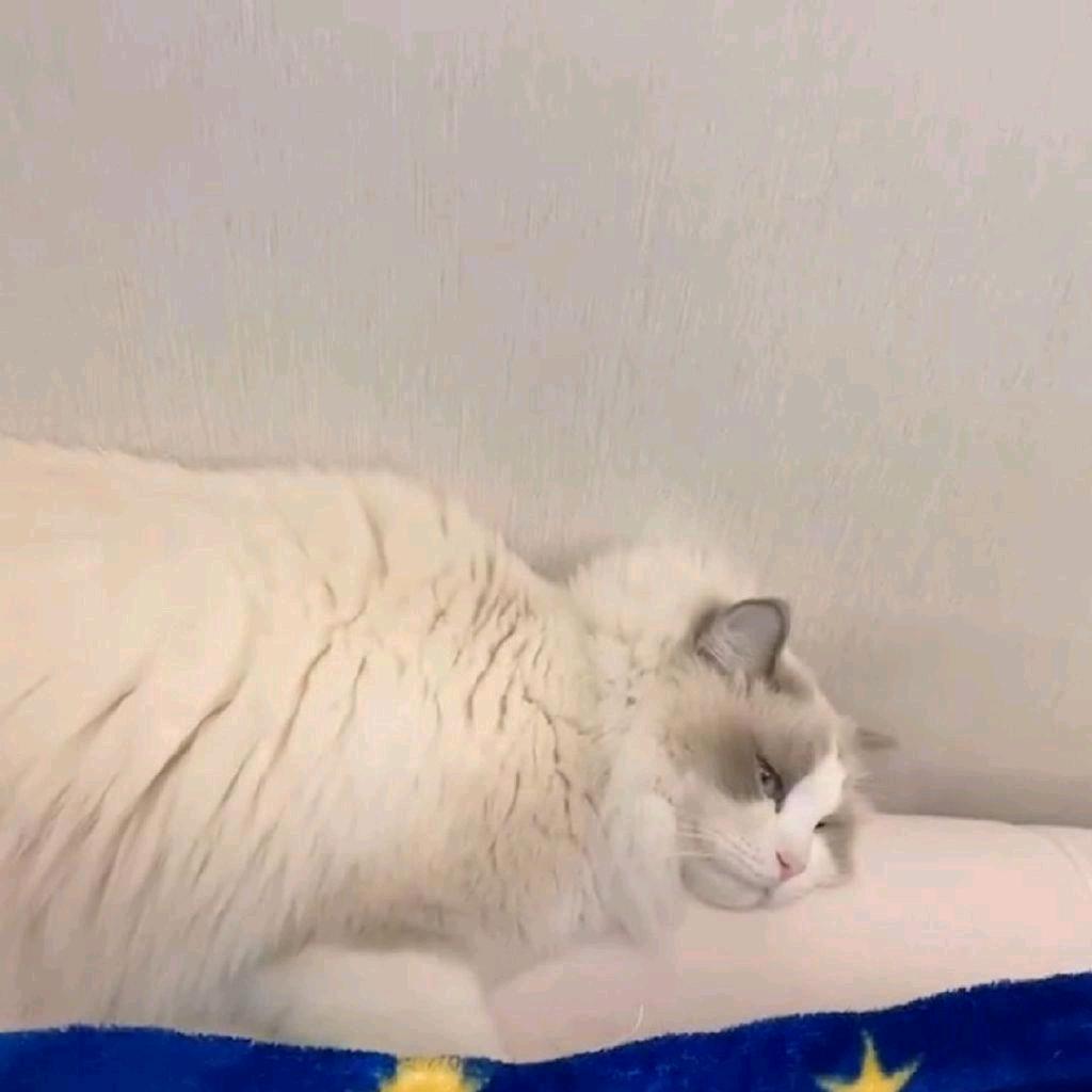 🌈超素的圣诞🐯🐯头像