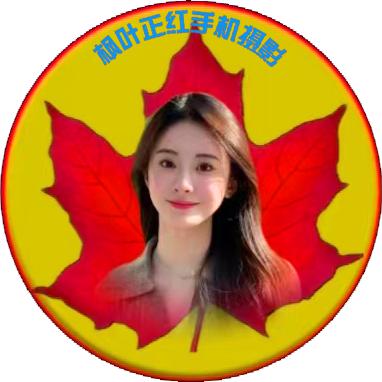 枫叶正红