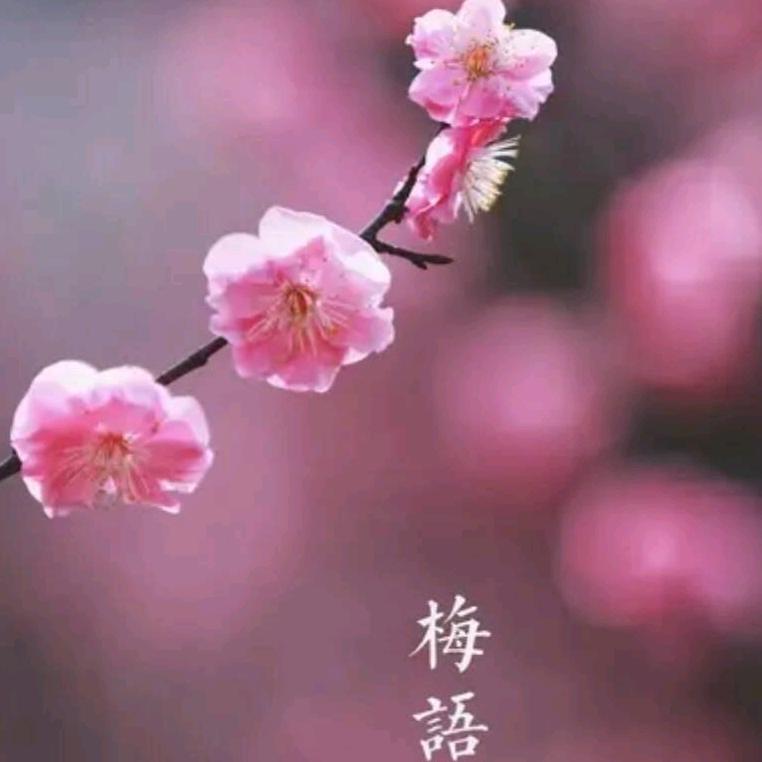 🌺吉祥🌺