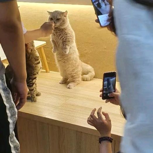 橘子猫屋撸猫宠物生活馆
