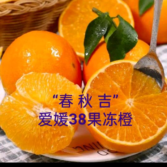 春秋吉：爱媛38果冻橙